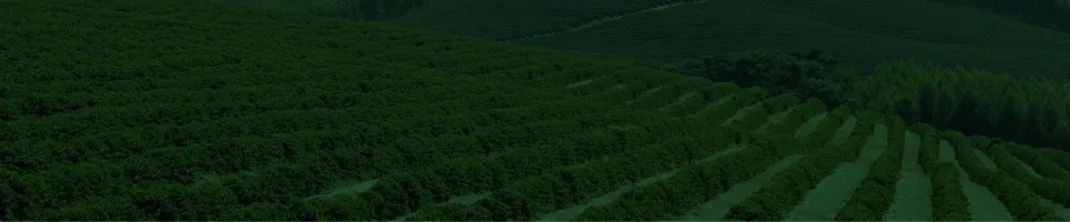 Campo verde